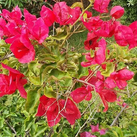 Bed & Breakfast 4 Stagioni *