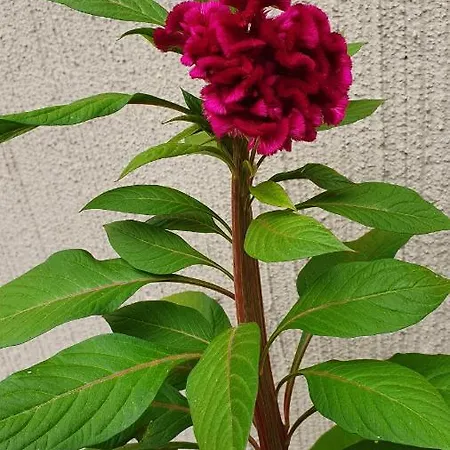 4 Stagioni Bed & Breakfast *