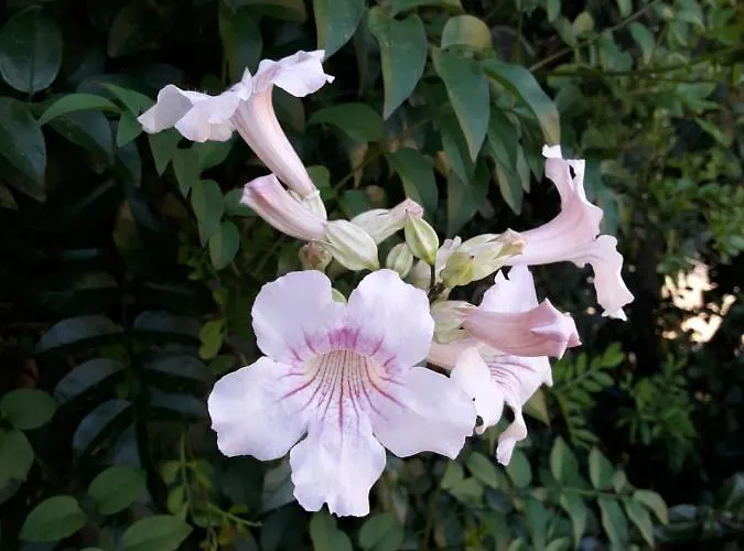 4 Stagioni וילסימיוס