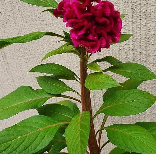 4 Stagioni Frühstückspension *